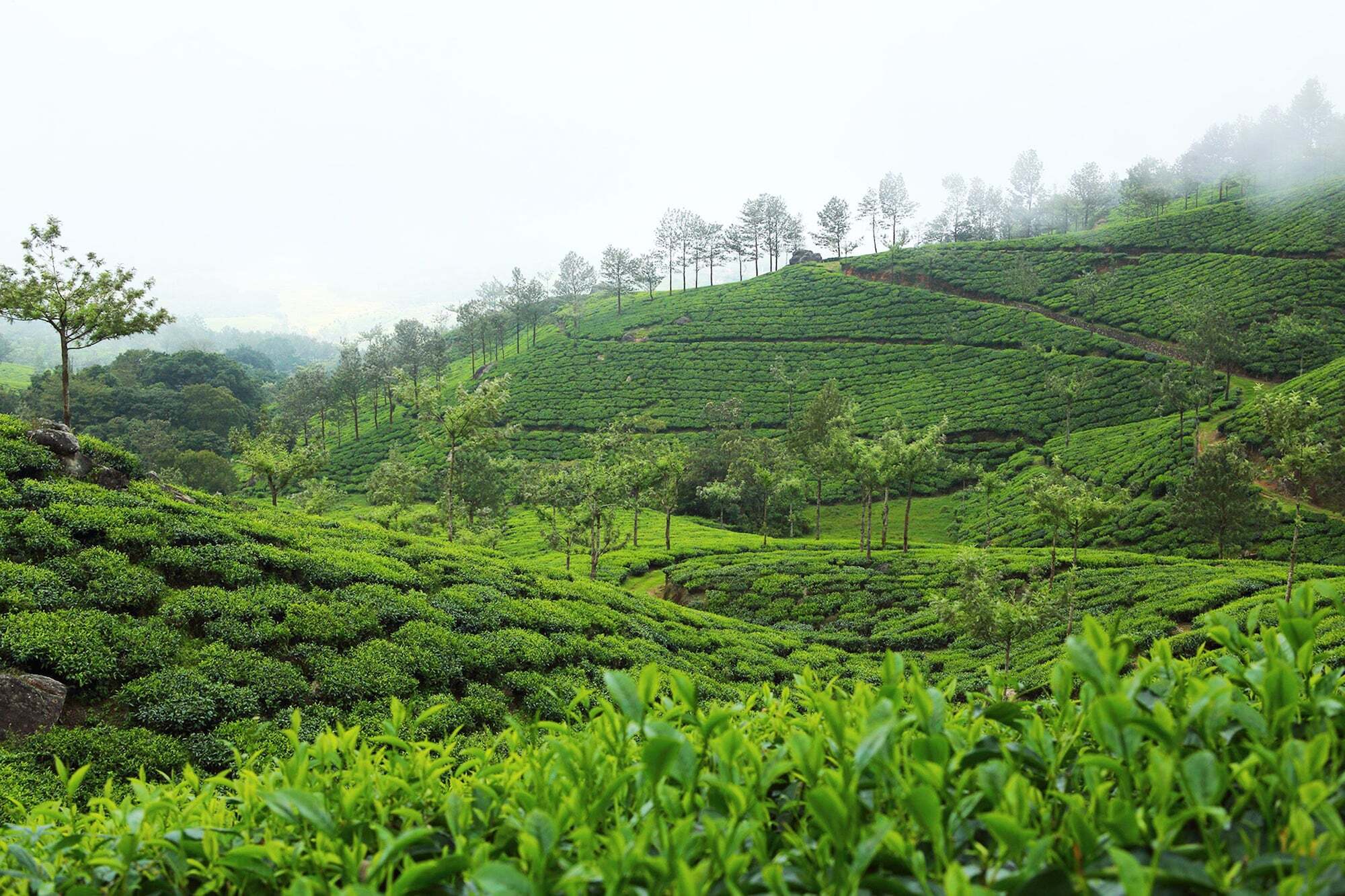Fort Munnar Chinnakanal Zewnętrze zdjęcie